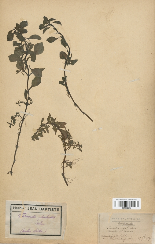 Isnardia palustris (Onagraceae)