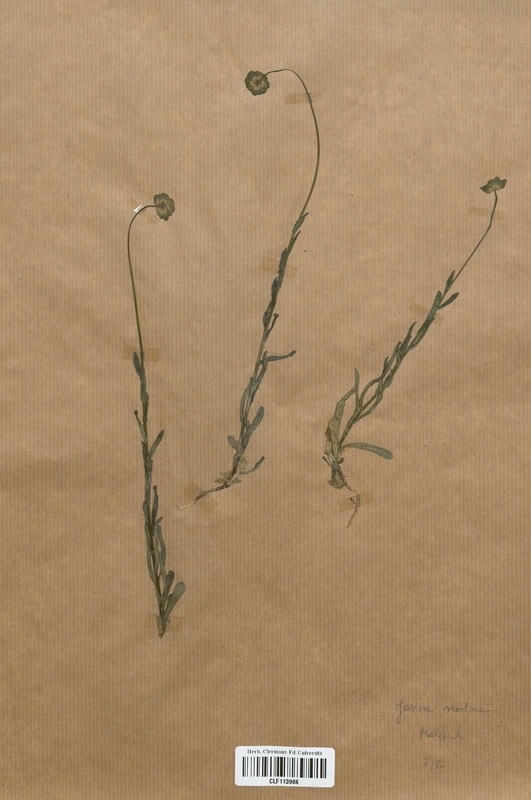 Jasione montana (Campanulaceae)