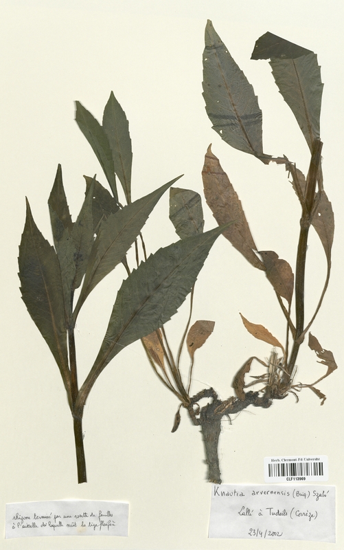 Knautia arvernensis (Campanulaceae)