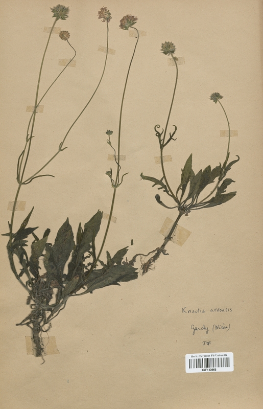 Knautia arvensis (Dipsacaceae)