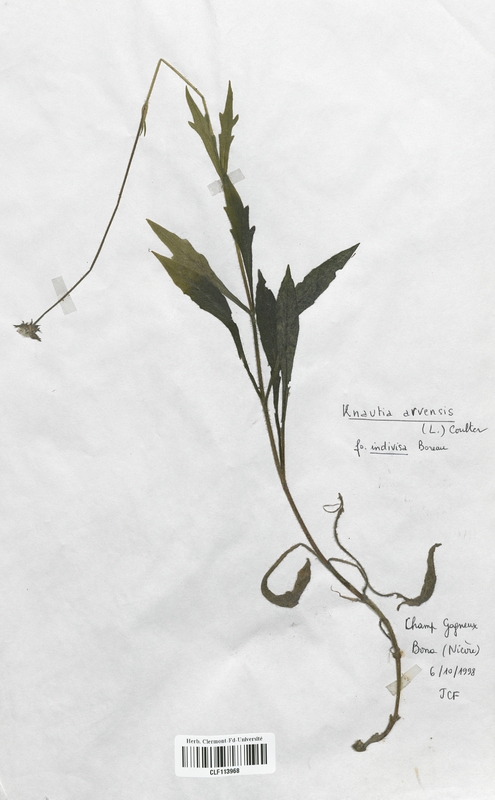 Knautia arvensis indivisa (Dipsacaceae)