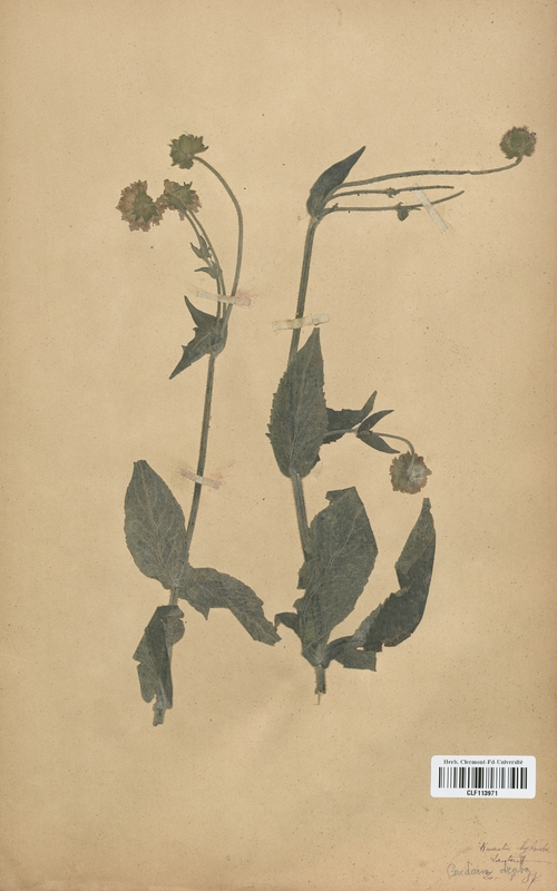 Knautia hybrida (Dipsacaceae)