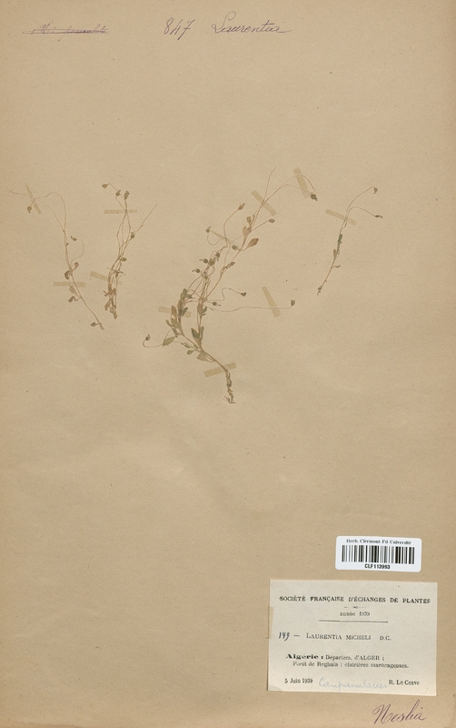 Laurentia micheli (Campanulaceae)