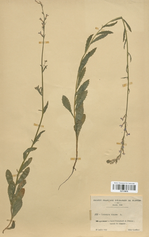 Lobelia urens (Campanulaceae)