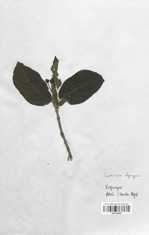 Lonicera alpigena (Caprifoliaceae)