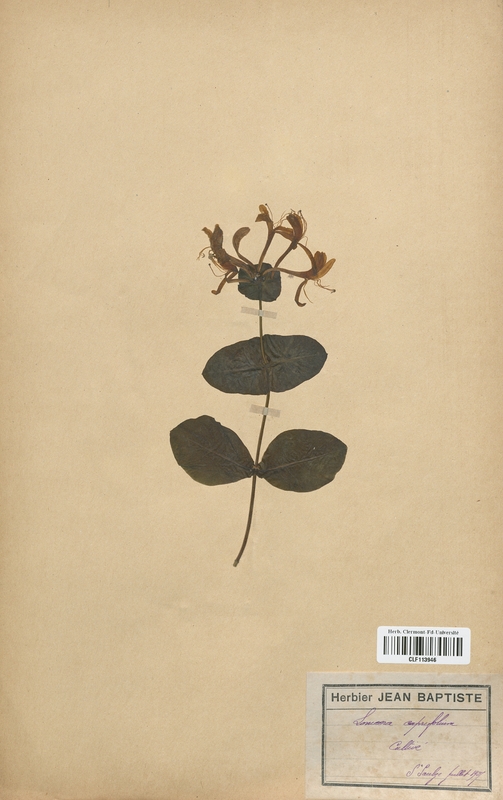 Lonicera caprifolium (Caprifoliaceae)