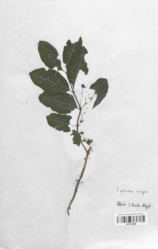 Lonicera nigra (Caprifoliaceae)