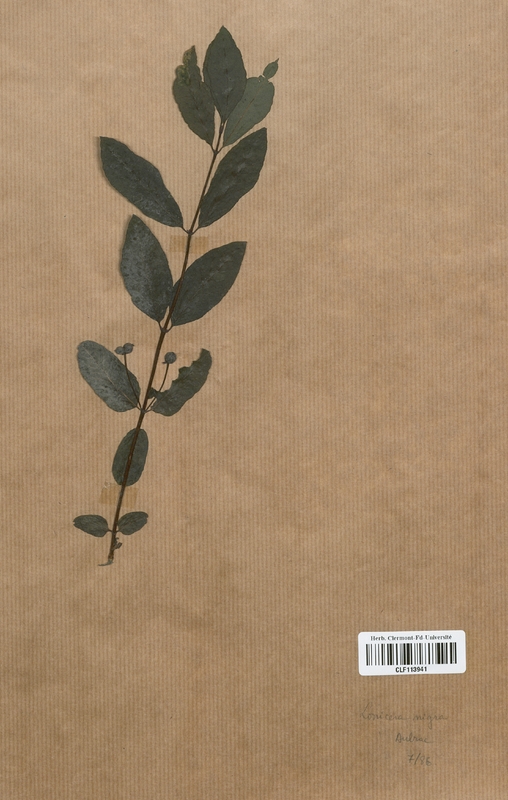 Lonicera nigra (Caprifoliaceae)