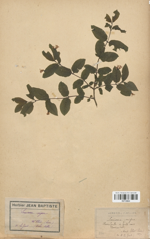 Lonicera nigra (Caprifoliaceae)