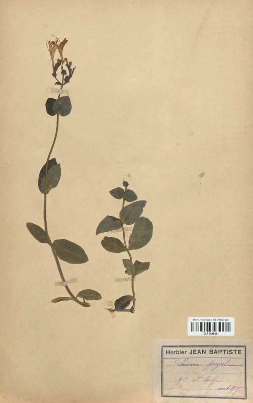Lonicera periclymenum (Caprifoliaceae)