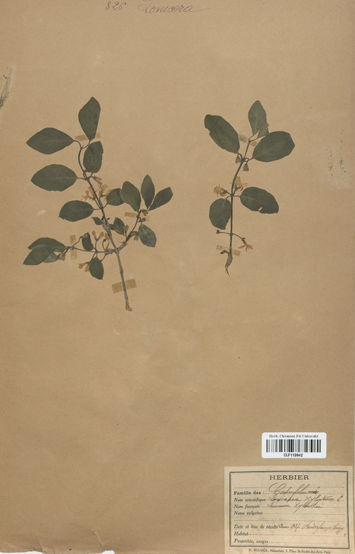 Lonicera xylosteum (Caprifoliaceae)