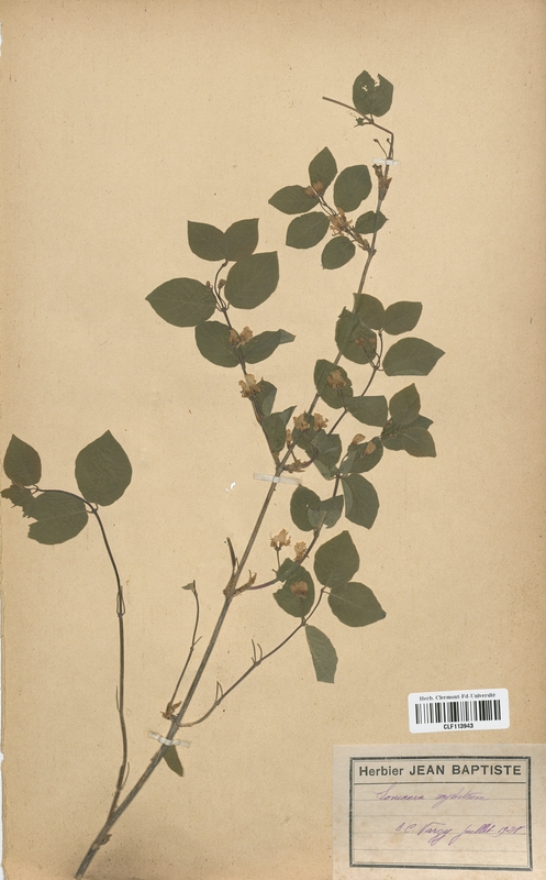 Lonicera xylosteum (Caprifoliaceae)