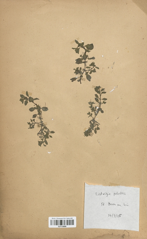 Ludwigia palustris (Onagraceae)