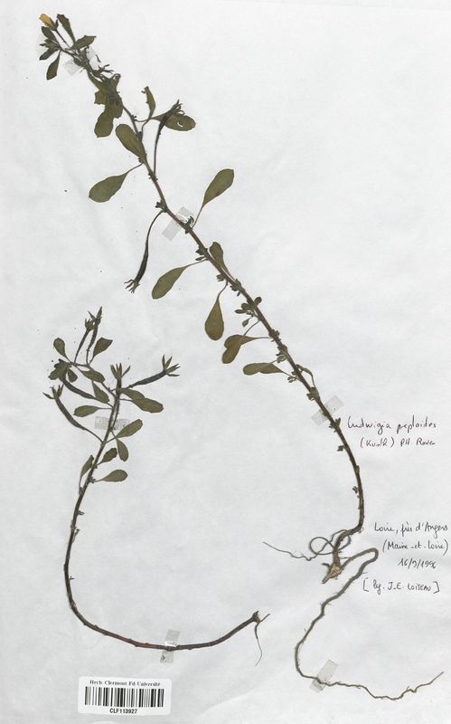 Ludwigia peploides (Onagraceae)