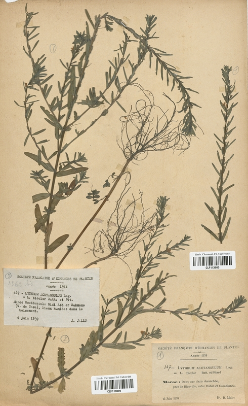 Lythrum acutangulum (Lythraceae)