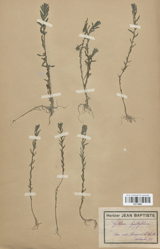 Lythrum hyssopifolium (Lythraceae)