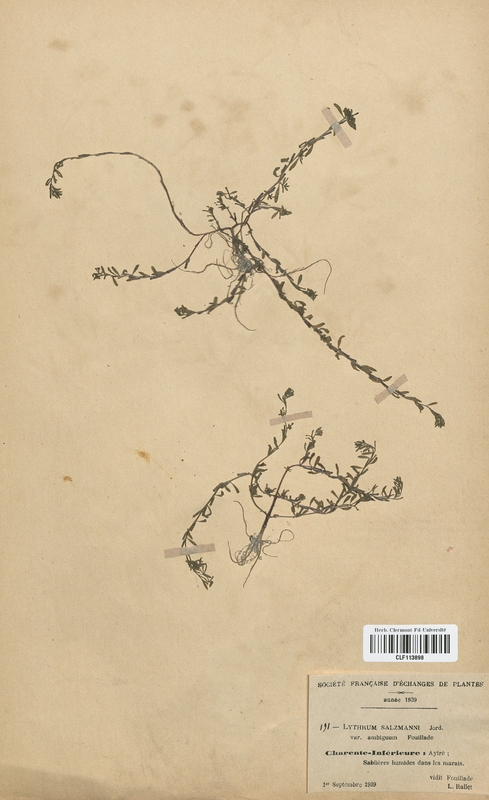 Lythrum salzmanii (Lythraceae)