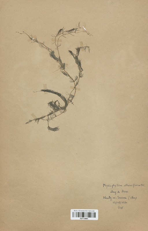 Myriophyllum alterniflorum (Haloragaceae)