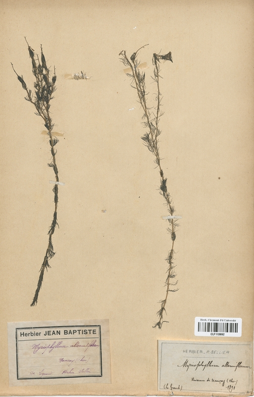 Myriophyllum alterniflorum (Haloragaceae)