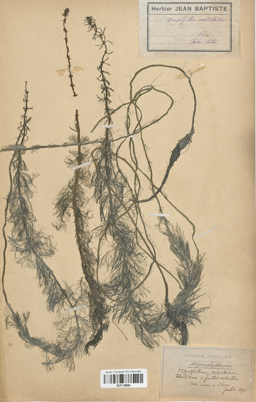 Myriophyllum verticillatum (Haloragaceae)