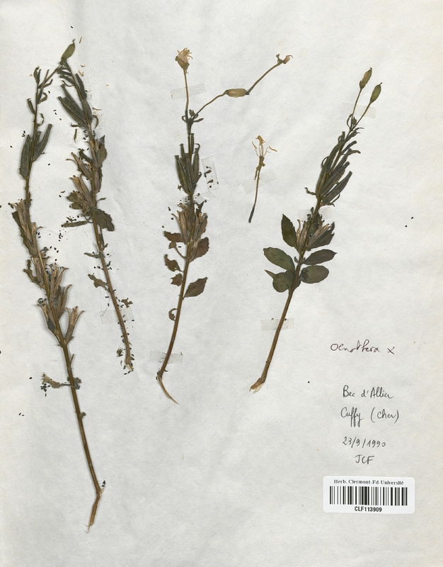Oenothera  x perangusta biennis x salicifolia (Onagraceae)