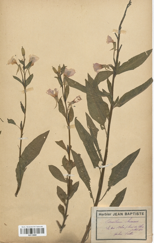 Oenothera biennis (Onagraceae)