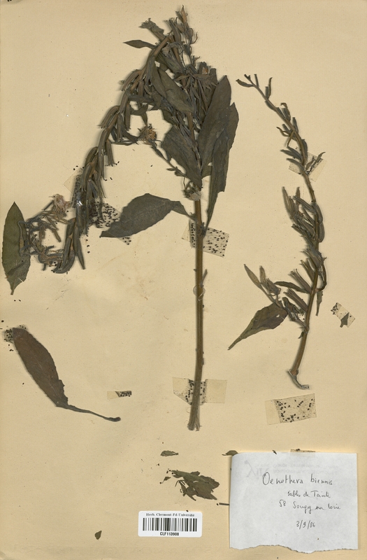 Oenothera biennis (Onagraceae)