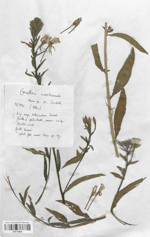 Oenothera ernsteinensis (Onagraceae)