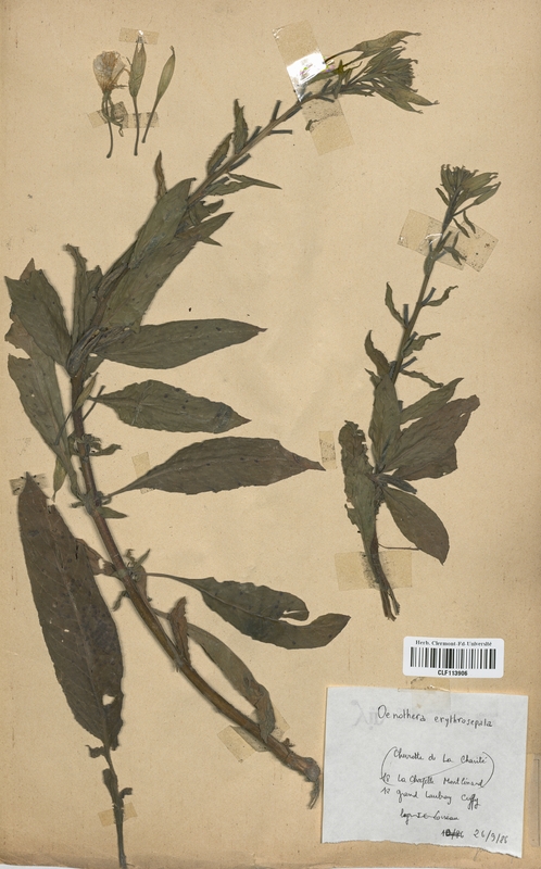 Oenothera erythrosepala (Onagraceae)