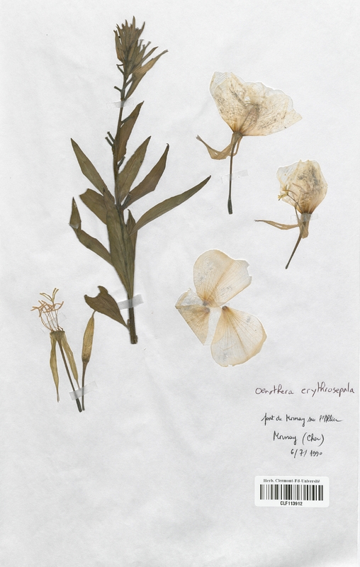 Oenothera erythrosepala (Onagraceae)