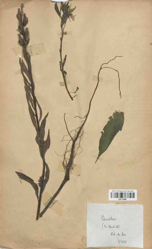 Oenothera ligerica dit la Charite III (Onagraceae)