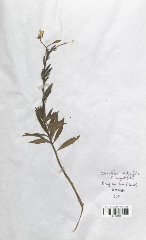 Oenothera salicifolia (Onagraceae)