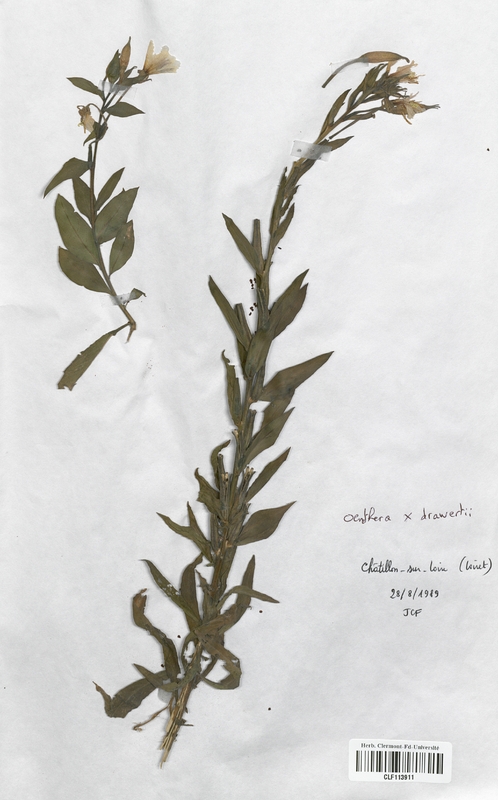 Oenothera x drawertii (Onagraceae)