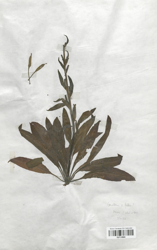 Oenothera x-fallax (Onagraceae)