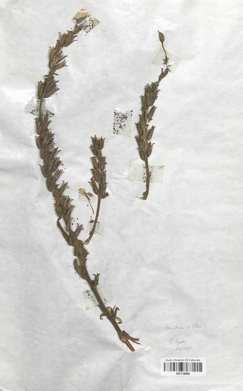 Oenothera x-fallax (Onagraceae)