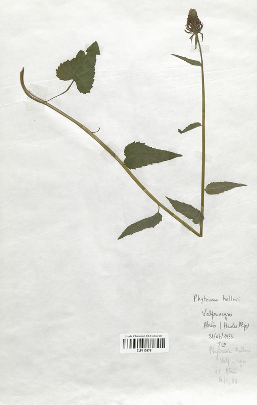 Phyteuma halleri (Campanulaceae)