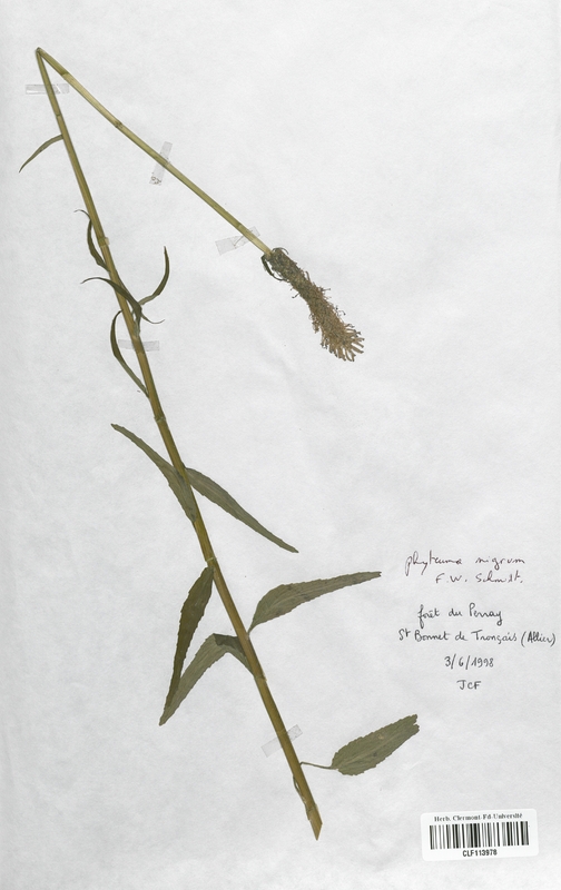 Phyteuma nigrum (Campanulaceae)