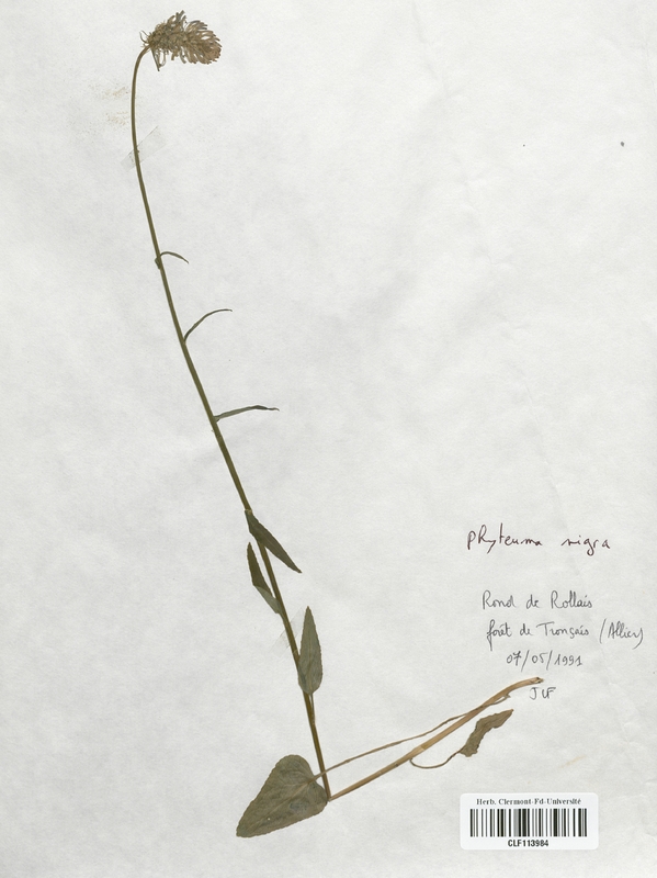 Phyteuma nigra (Campanulaceae)