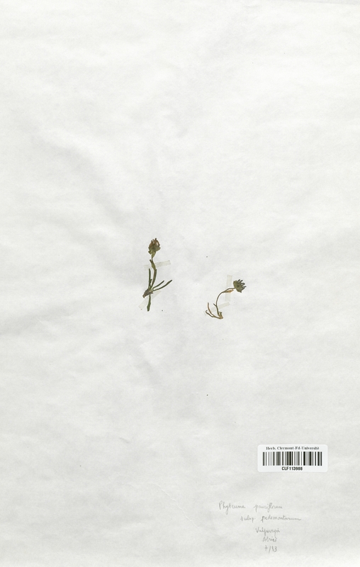 Phyteuma pauciflorum pedemontanum (Rubiaceae)
