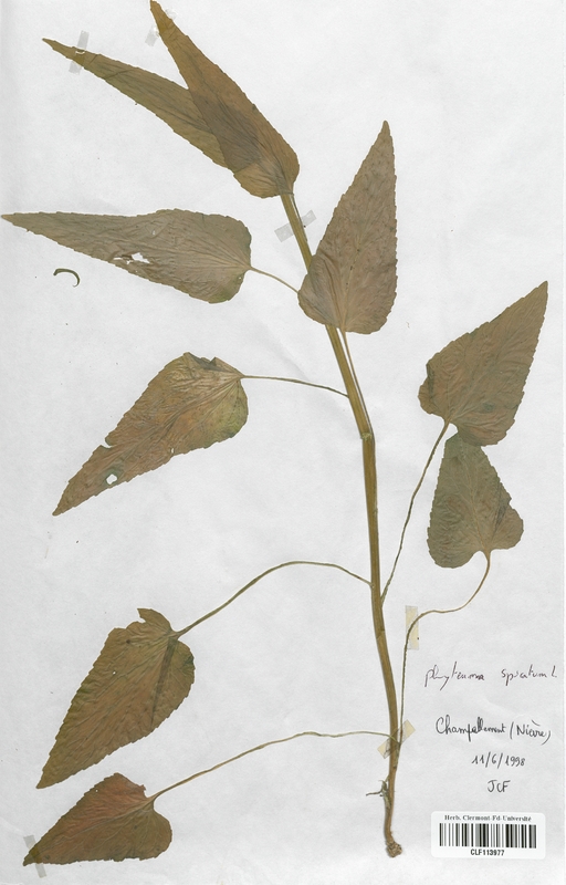 Phyteuma spicatum (Campanulaceae)