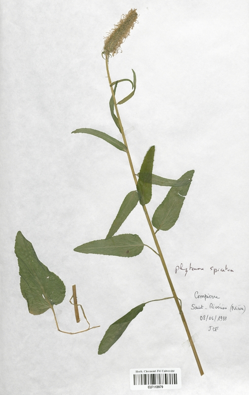 Phyteuma spicatum (Campanulaceae)