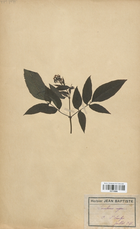 Sambucus nigra (Caprifoliaceae)