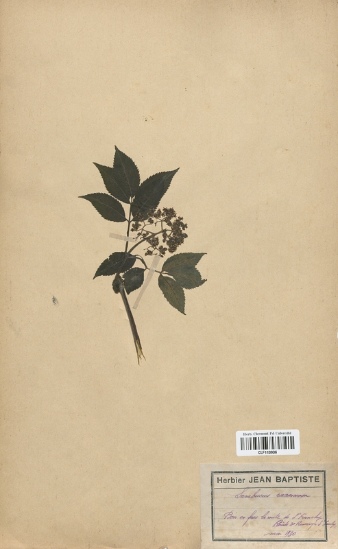Sambucus racemosa (Caprifoliaceae)
