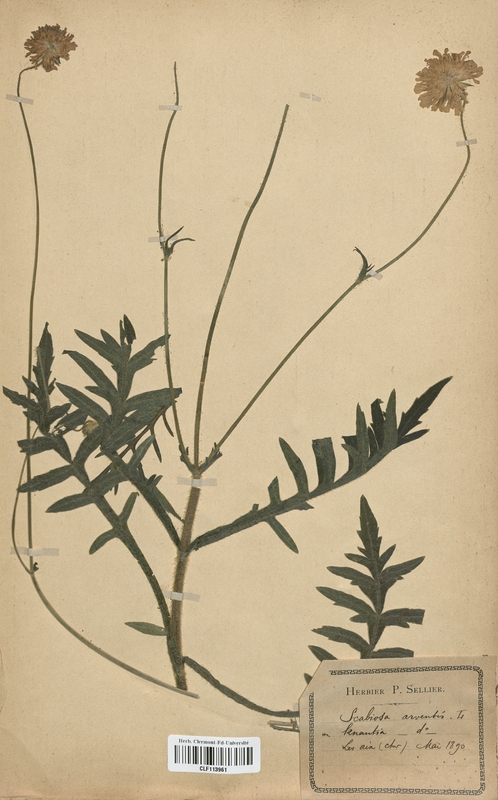 Scabiosa arvensis (Dipsacaceae)