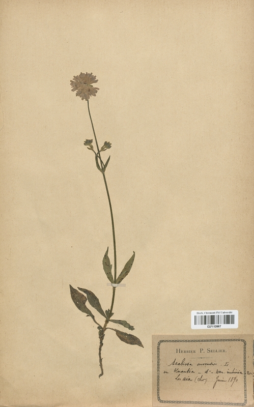 Scabiosa arvensis (Dipsacaceae)