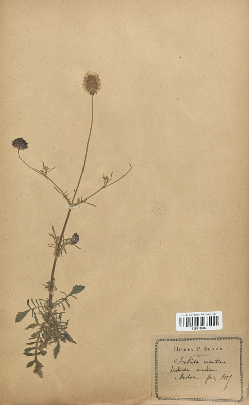 Scabiosa maritima (Dipsacaceae)