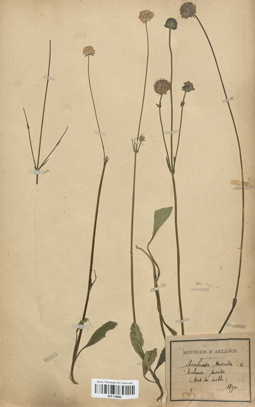 Scabiosa succisa (Dipsacaceae)