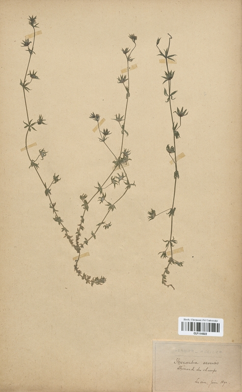 Sherardia arvensis (Rubiaceae)