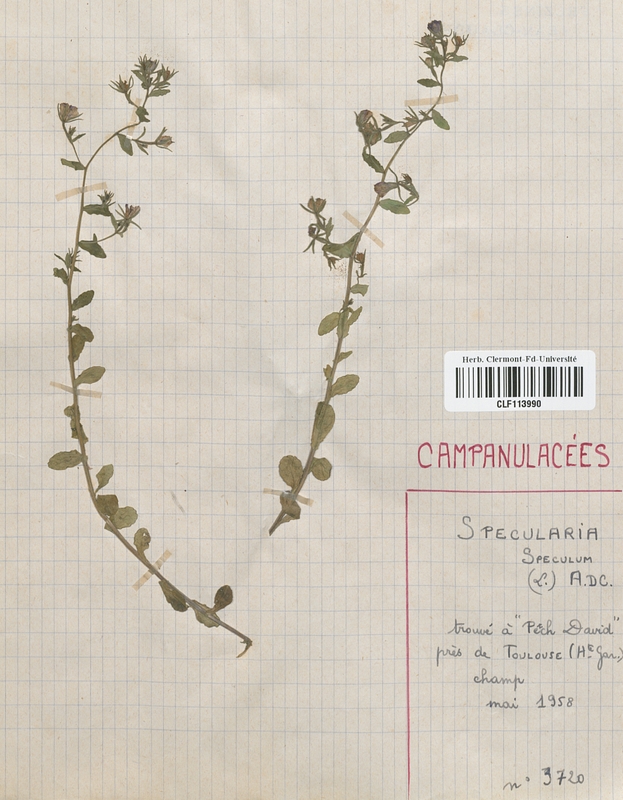 Spcularia speculum (Campanulaceae)