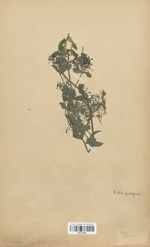 Rubia peregrina (Campanulaceae)